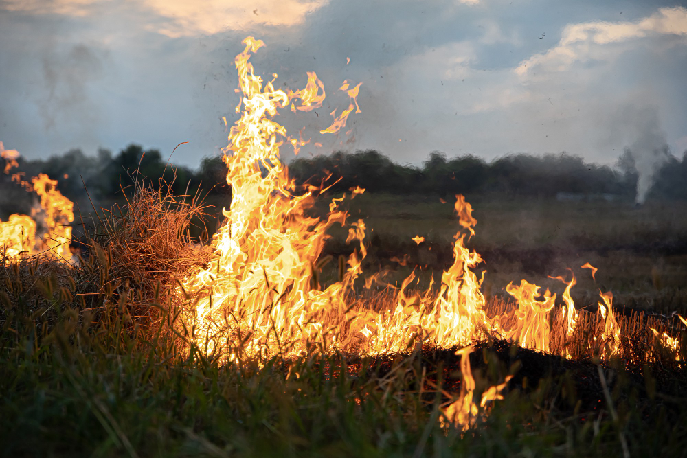 Incendio sul Monte Barone, il fronte avanza nella pineta