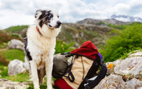 Oasi Zegna, torna l’escursione con i cani